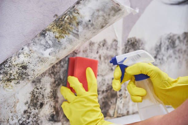 Best Water Damage & Mold Remediation in Wooster, OH