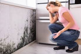 Best Mold Removal for HVAC Installations in Wooster, OH